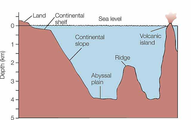 Trenches A long narrow trough along the edges of the ocean basin. Seamounts Steep volcanic peaks in the ocean basin.