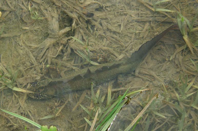 2 - A, Salamandra salamandra, in water, Şuşiţa