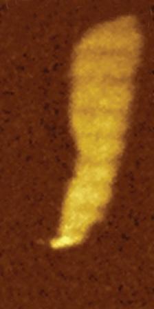 signals at chemicallyspecific frequencies in combination with AFM imaging providing valuable