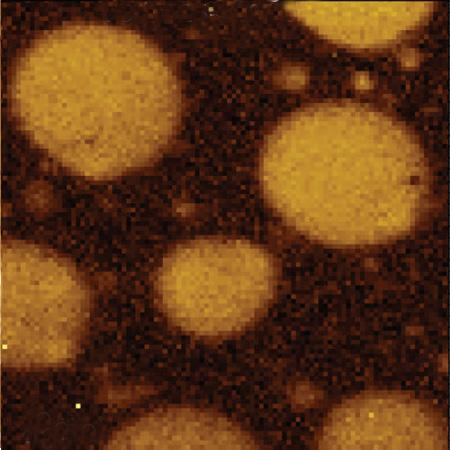 development of AFM/Raman microscopes the compositional AFM imaging of the polymer blends was performed using phase contrast [1].