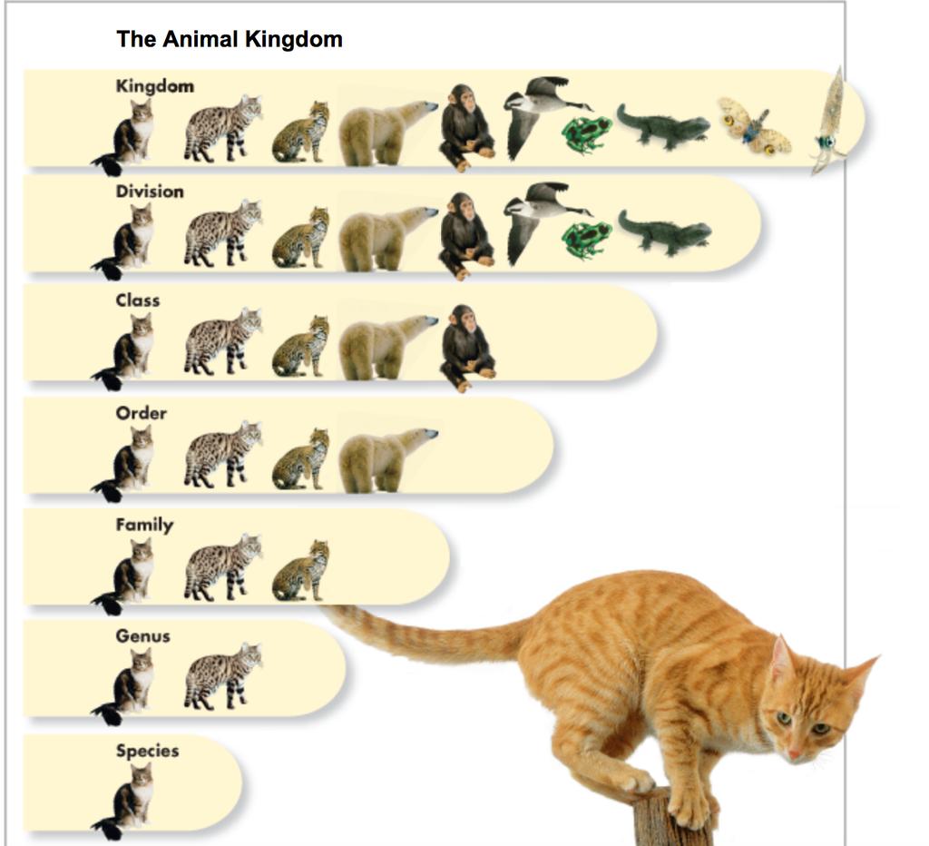 9. Fill in the levels of the the Animal Kingdom: *** One way some people remember the order of this system is this