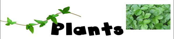 Chapter 1 Lesson 3 How are plants classified?