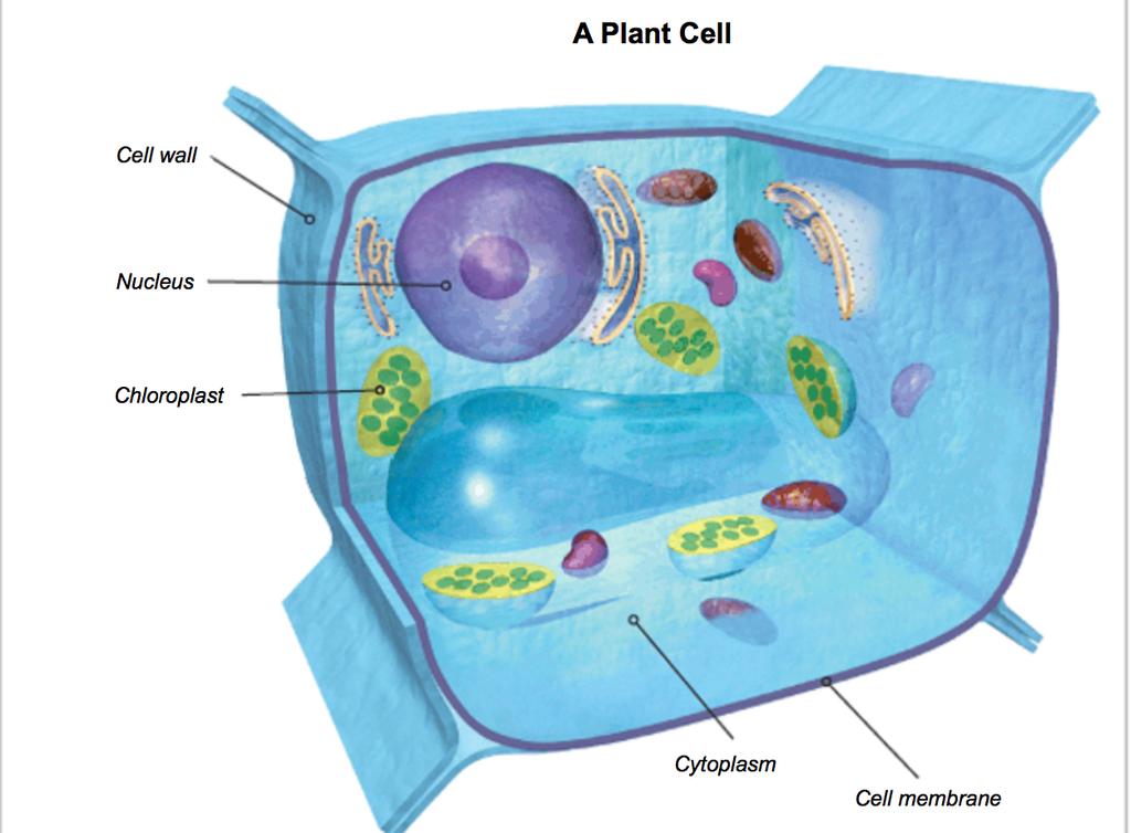 8. Label the plant cell: 9.