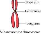 The chromosome in which the centromere is slightly away from the middle region is known as a sub-metacentric chromosome.