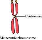 Support your answer with a diagram showing the position of centromere on different types of chromosomes. Centromere is a constriction present on the chromosomes where the chromatids are held together.