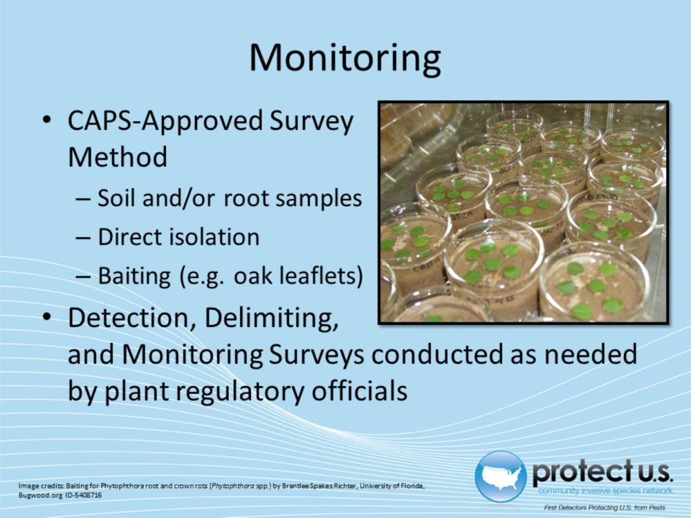 Survey methods for isolating and identifying Phytophthora quercina are based on soil and/or root samples.