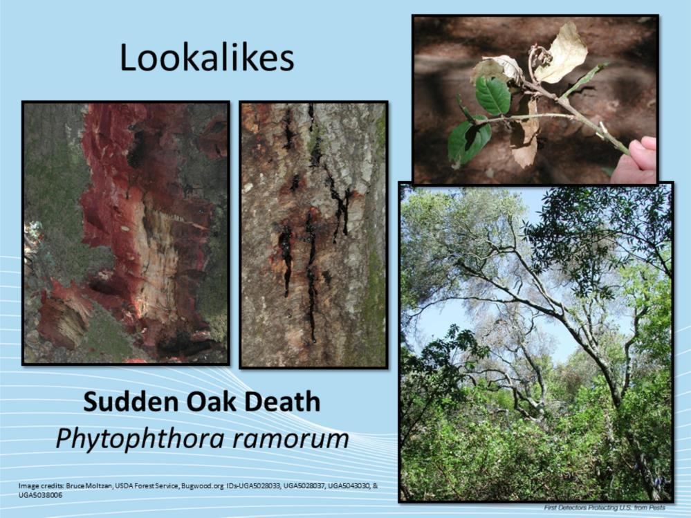 Since species identification is dependent on molecular analysis, aboveground symptoms and morphology of Phytophthora quercina may be confused with other Phytophthora species occurring in oak.