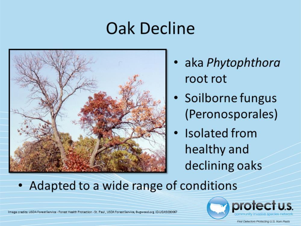 Oak Decline (Phytophthora quercina) is a soilborne root rot fungus belonging to Phylum Oomycota and Family Pythiaceae (14). Since the 1980s, fluctuations in oak mortality occurred in Europe (16).