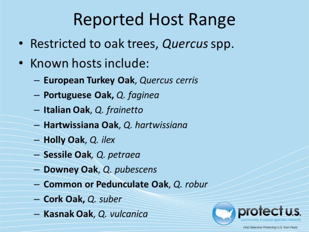 Oak Decline has a narrow host range like other Group I Phytophthora species. True hosts appear to be limited to oak trees, Quercus spp.