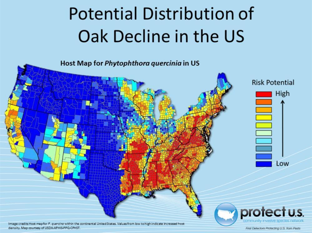 Although a Phytophthora quercina like organism was found in Minnesota, Wisconsin, and Missouri, molecular analysis separates isolates found in the United States from the Oak Decline pathogen of