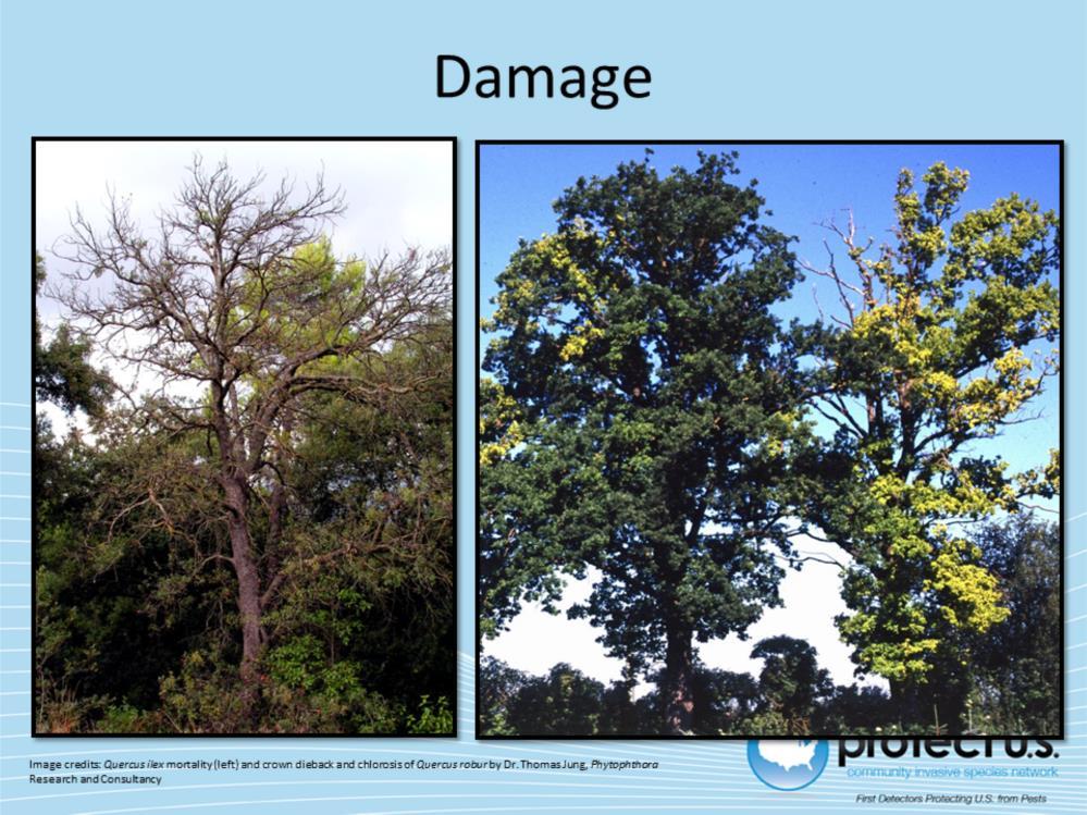 Oak Decline in Europe is often considered to be a mixture of many abiotic and biotic factors, therefore it is difficult to determine the extent of economic and environmental damage that can be solely