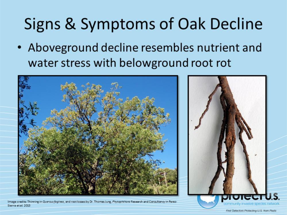 Symptoms of Oak Decline caused by Phytophthora quercina are difficult to distinguish from decline caused by other Phytopthora species in the field.