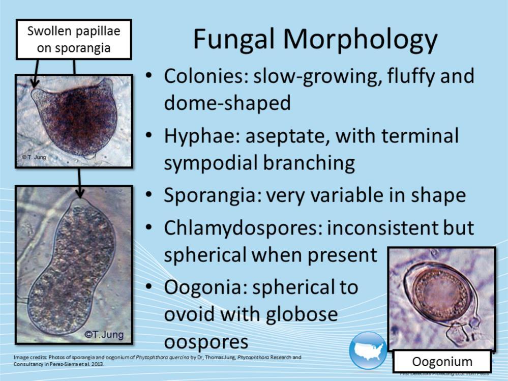 Morphological features of Phytophthora quercina vary considerably between individual specimens and accurate identification of the pathogen should be done with molecular analysis (12).