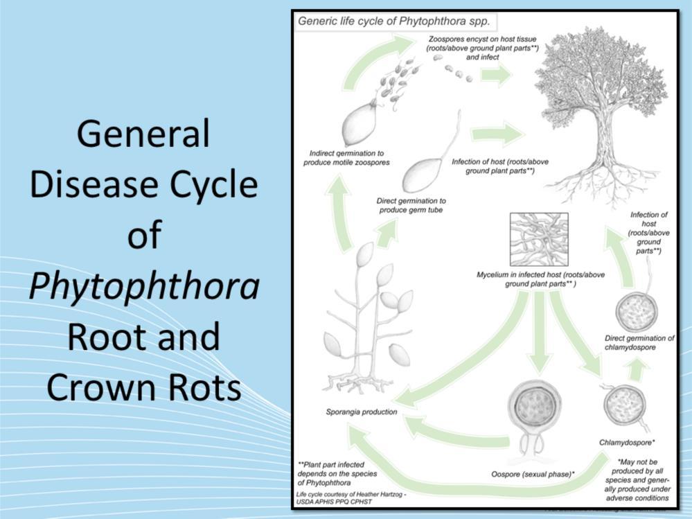 Since its discovery in 1999 by Jung et al., little remains known or understood about the biology and epidemiology of Phytophthora quercina (16).