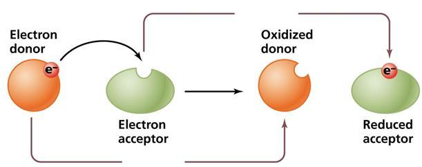 Review #12 Redox GER Oxidation: Reduction: When an atom is oxidized (LOSE ELECTRONS) it acts as a because that electron is
