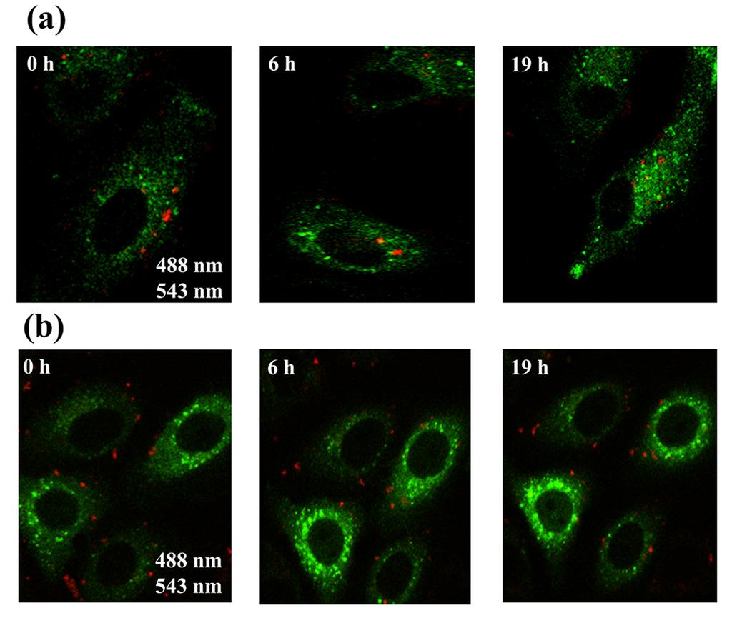 Fig. S11. Colocalization of (a) (Rho-PEI)2/DNA and (b) Rho-PEI/DNA polyplexes with early endosomes labeled by Celllight early endosomes-gfp.