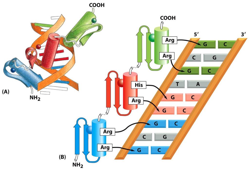 One type of zinc finger protein (Cys-Cys-His-His family) Zinc Finger Domain Built from an α helix and a β sheet by a molecule of zinc.