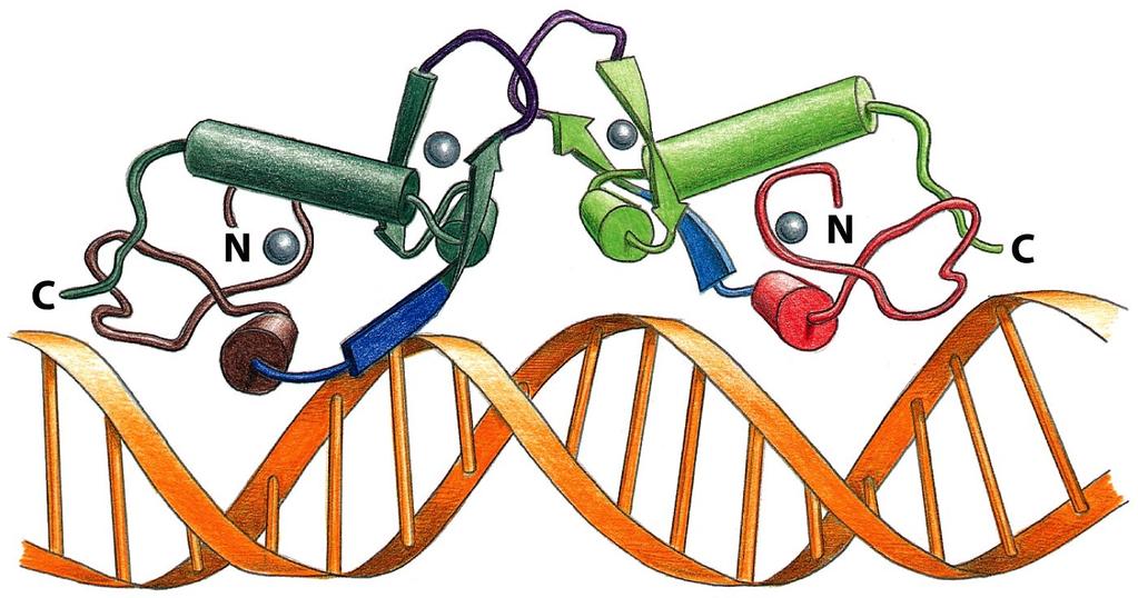 Figure 7-14 Molecular Biology of the Cell ( Garland Science 2008) DNA binding by a zinc finger protein A dimer of the zinc finger domain of