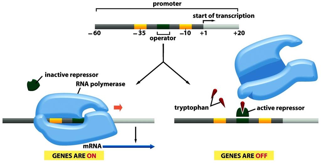 Tryptophan Repressor Repressor inactive. RNA polymerase transcribes Try genes. Repressor active. Binds to the operator. Blocks the binding of RNA polymerase.