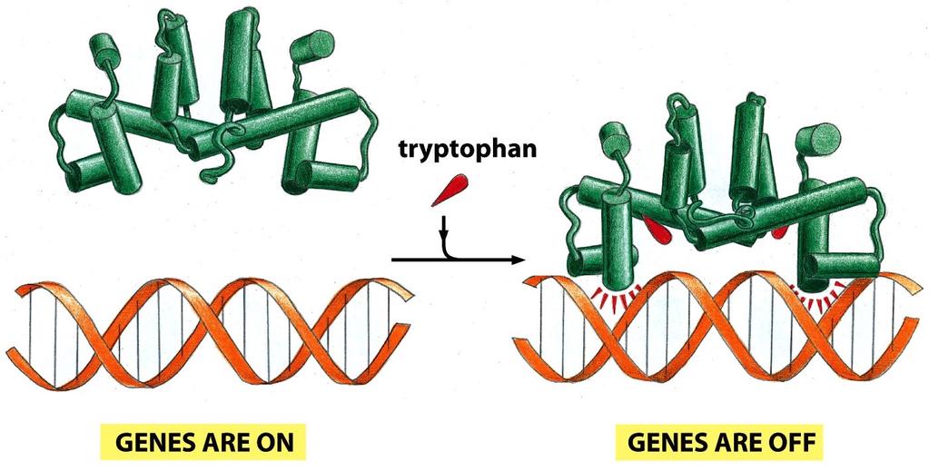 inducible gene): Continuously transcribed at a low level without regulation of gene expression (ex. Trp repressor).