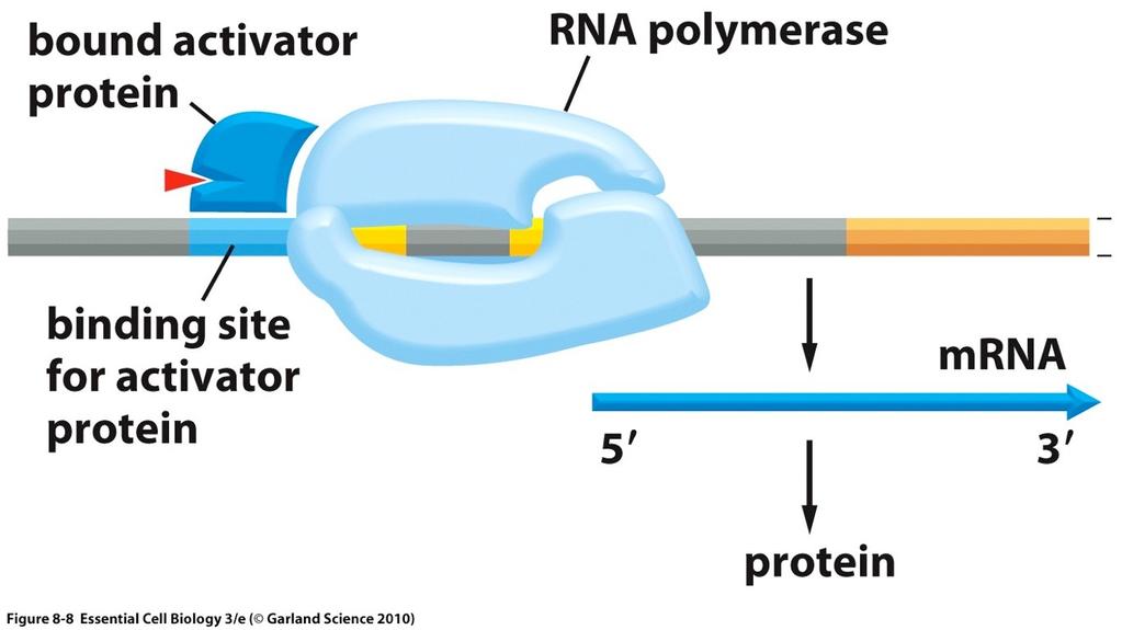 Repressors turn genes off, activators turn them on Activator Activator Switch / on. Regulatory sequence.