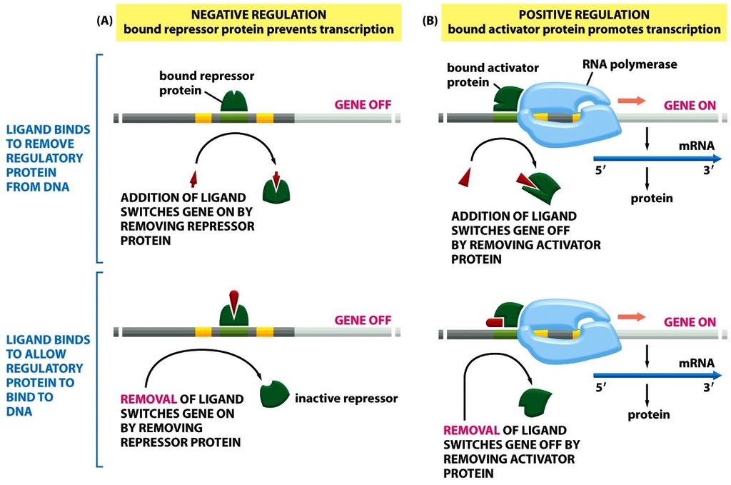 of their DNA-binding sites) Summary of the mechanisms by which specific gene regulatory proteins control gene