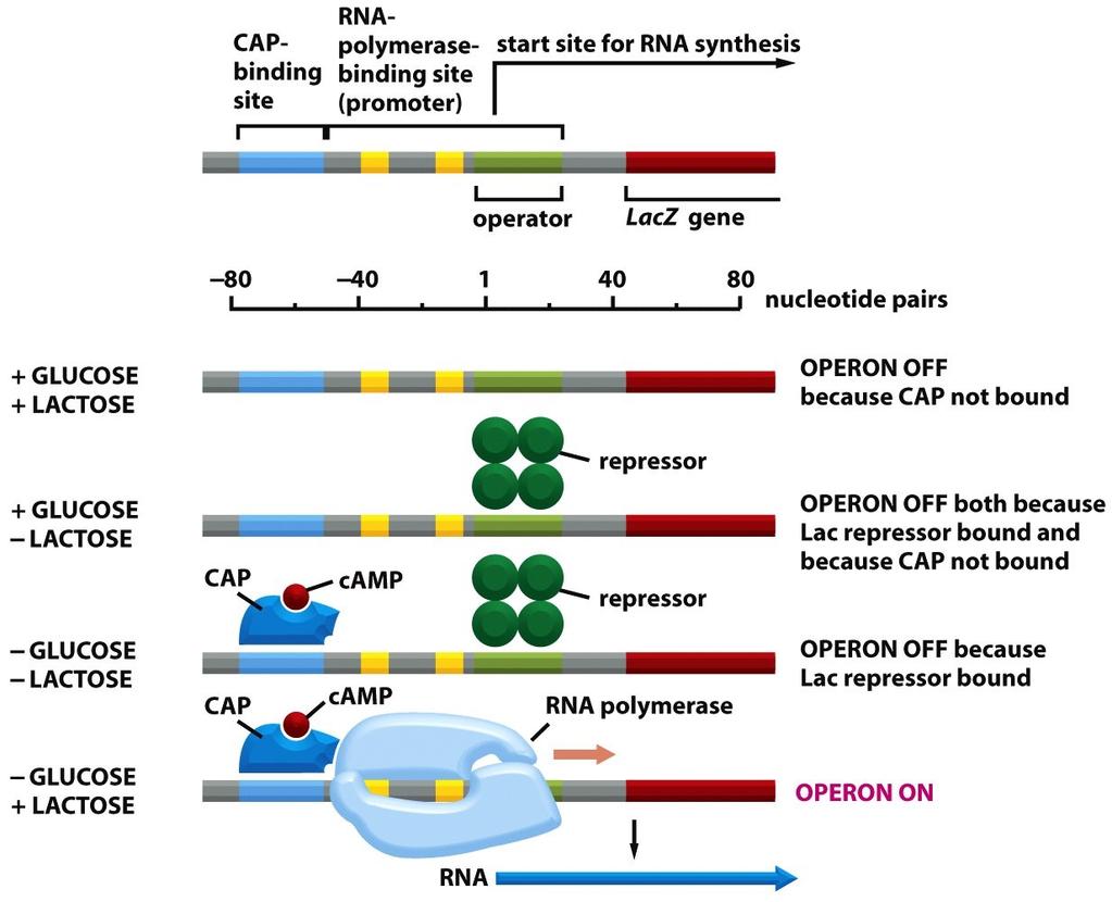 An activator and a repressor control the lac operon Lac operon encodes proteins to digest lactose.