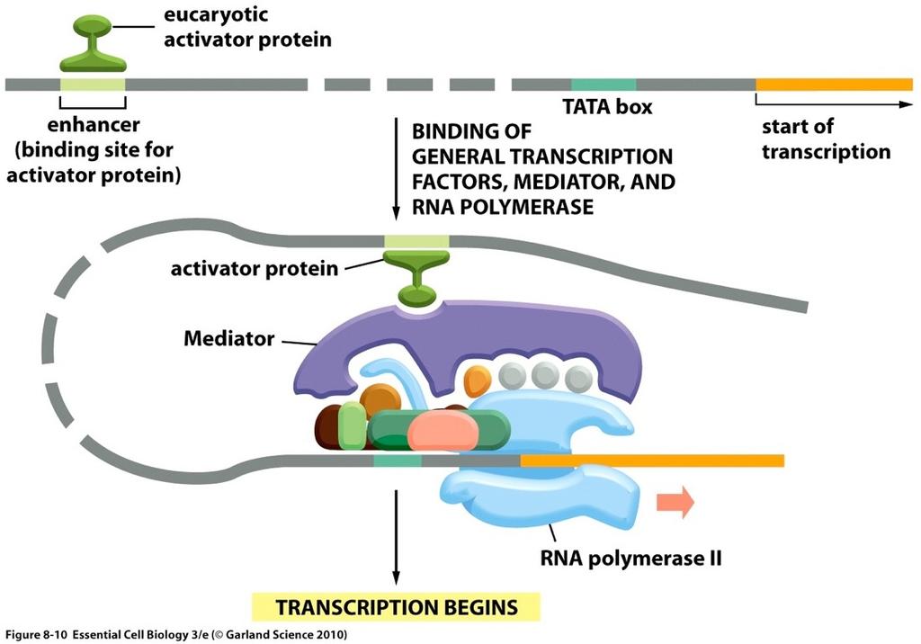 Eucaryotic transcription regulator control gene expression from a distance Models for Action at a distance Loop out : the enhancer + the promoter DNA acts as a tether.