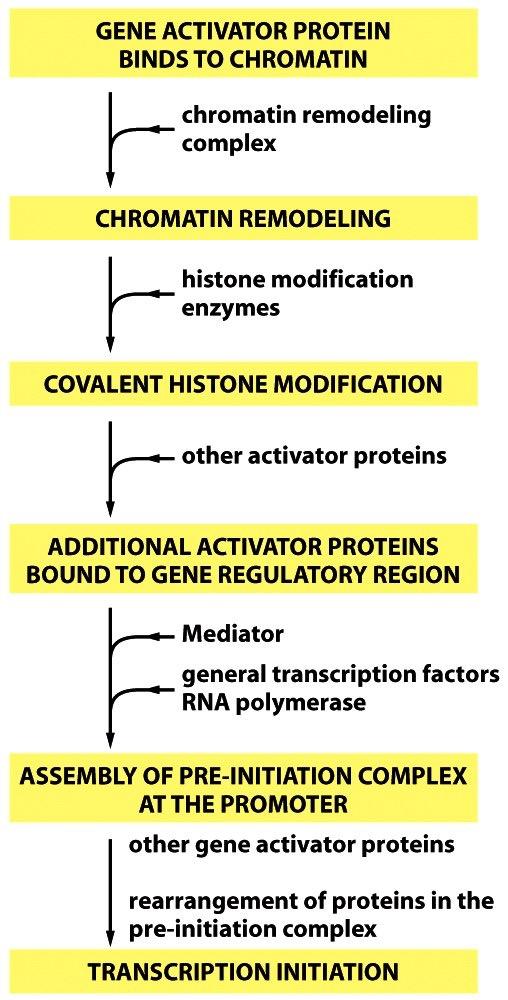 Gene activator proteins work synergistically Gene activator proteins often exhibit transcriptional synergy, where several activator proteins working together produce a transcription rate that is much