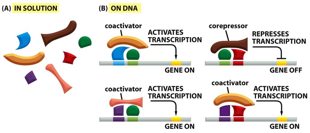 Proteins that do not themselves bind DNA : co-activators or co-repressors.