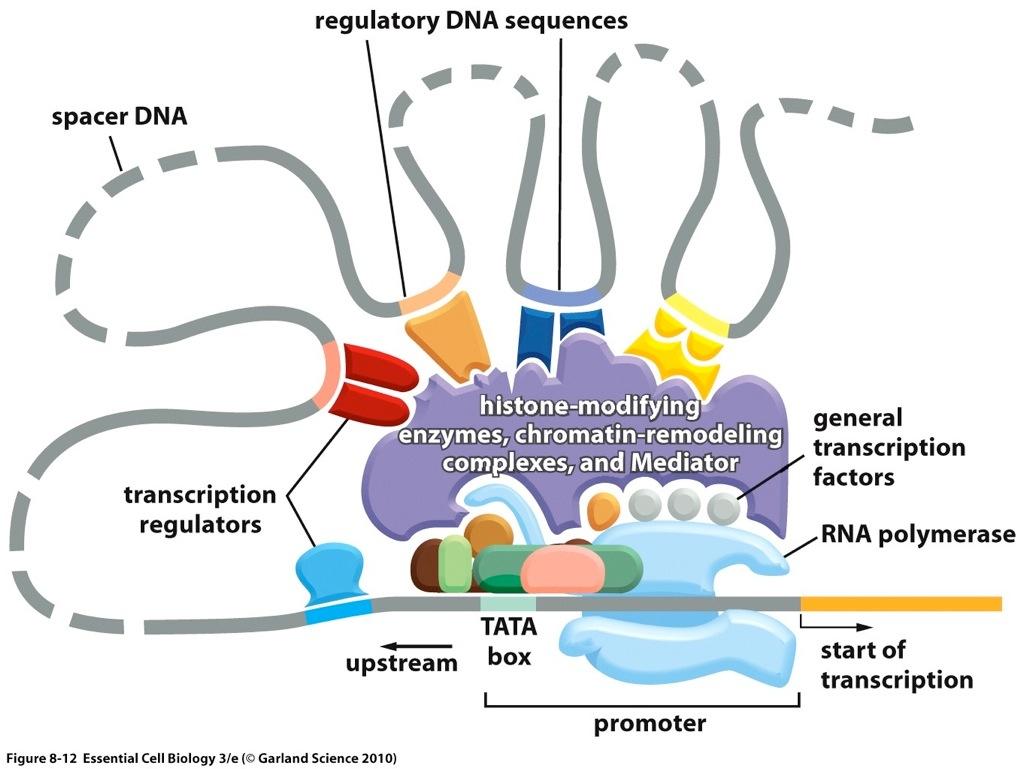 Eucaryotic genes are regulated by combinations of proteins Once a cell becomes committed to differentiate into a specific cell type, the choice of fate is generally maintained through many subsequent