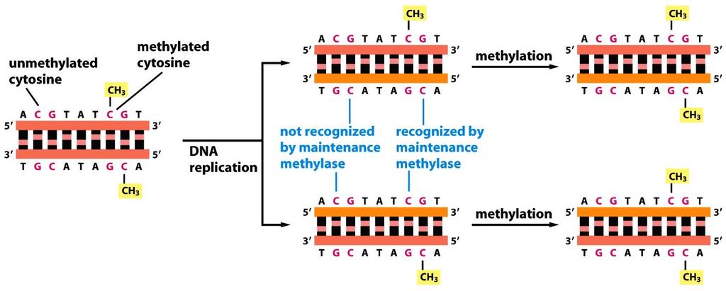 3. DNA methylation DNA methylation on Cytosine bases (Covalent modification). Figure 2.2 Handbook of epigenetic ( Elsevier Inc.