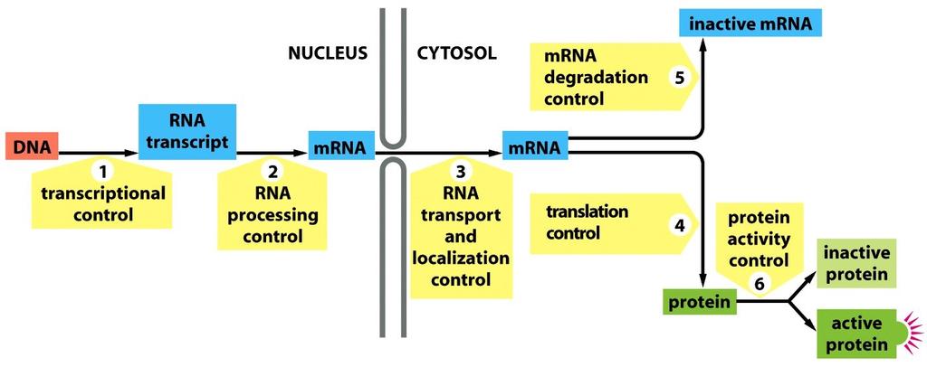 variety of external signals Gene expression can be regulated at many