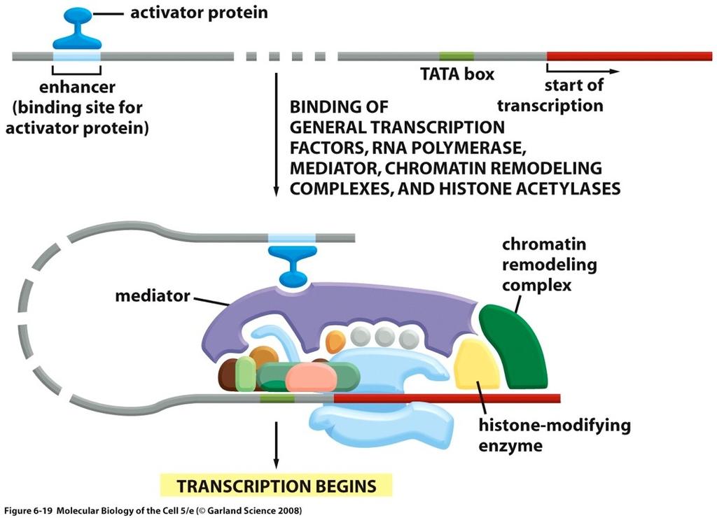 Polymerase II also requires activator, mediator, and chromatin