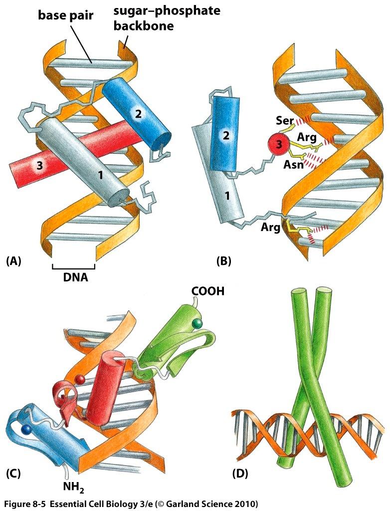 the major groove of a DNA helix.