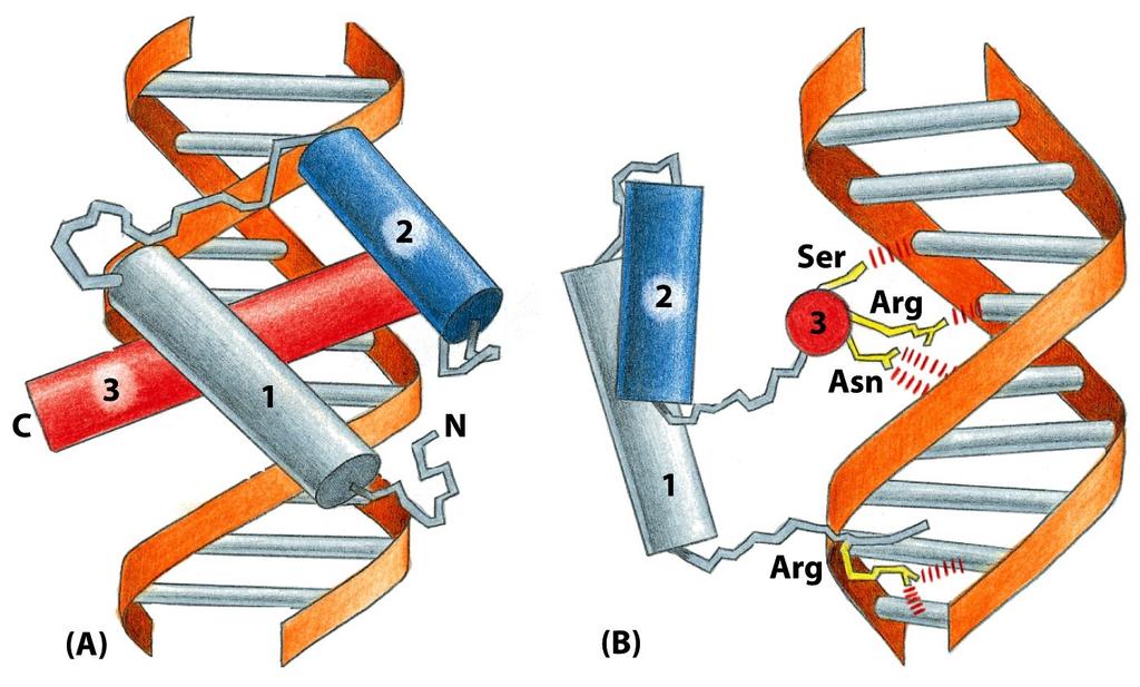 Homeodomain A structure motif in many eucaryotic DNA-binding proteins. Three linked α helices.
