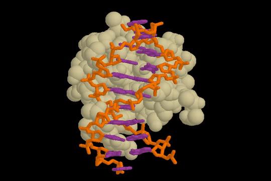 The Asn contacts an adenine). A member of the helix-turn-helix family.