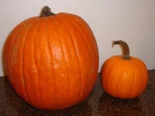 7 of 9 10/23/2015 8:49 AM Carving pumpkin (left) vs. a canning type pumpkin (right). Source: PumpkinPatchesandMore.