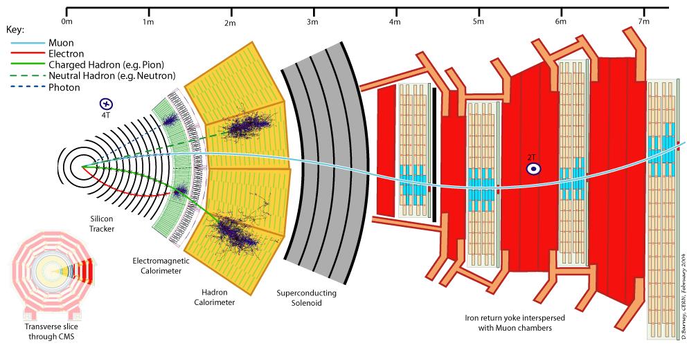 Collider experiments Compact Muon Solenoid - CMS M.