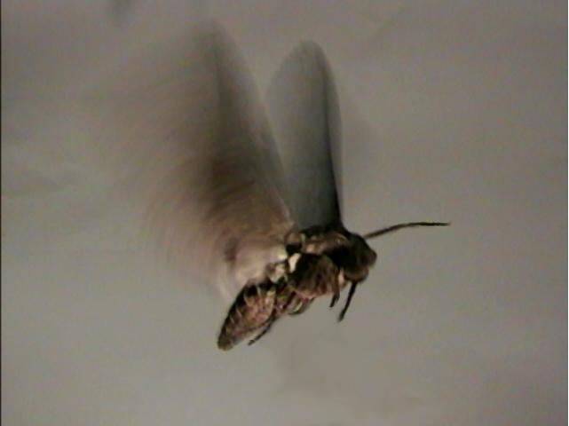 The basic aeroelastic problem Flexible wings deform when moved dynamically.