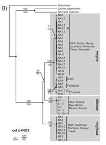 Meadowlark phylogeny Eastern Western