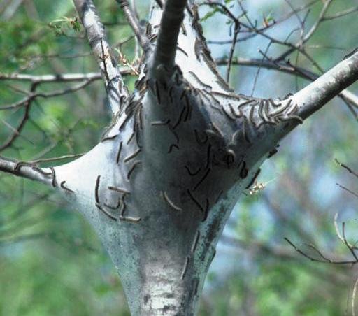 Tent Caterpillars Tent Caterpillars feed on deciduous trees throughout the U.S. Adults are hairy, medium-sized moths, usually dull brown, yellow, or gray in color.
