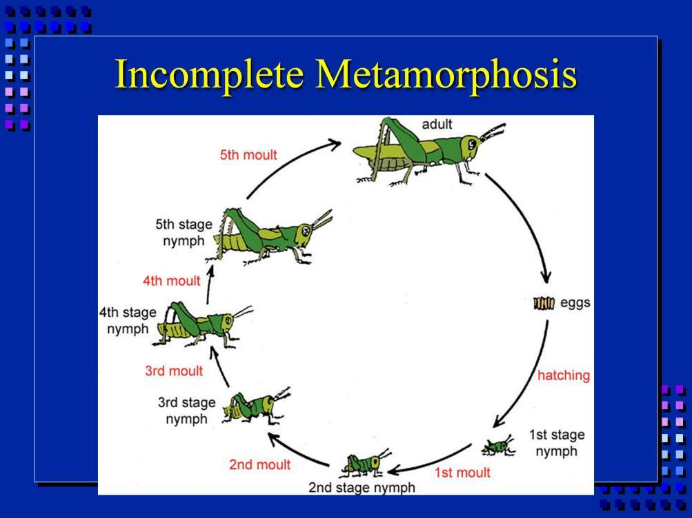 Insects with incomplete metamorphosis have an immature that resembles the adult. There is NO wormlike intermediate. Examples include a grasshopper and a squash bug.