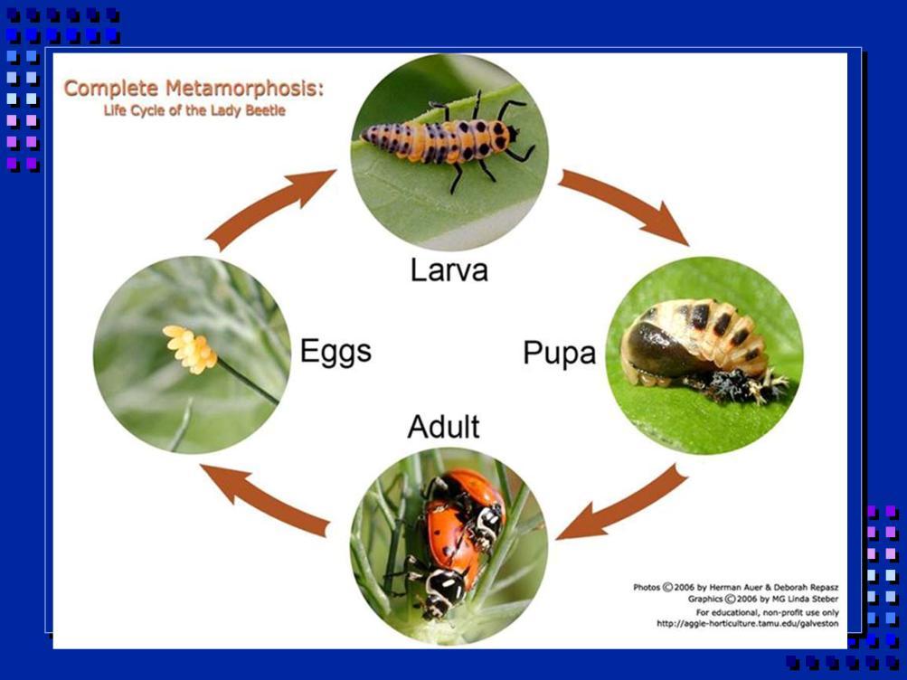 Insects with complete metamorphosis have a worm-like intermediate stage that can grow. Ex: ladybug, butterfly. Another example: house fly: Adult flies lay eggs on food sources for their larva.