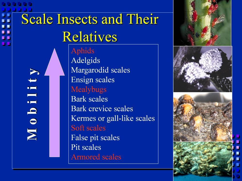 Scales are closely related to pests you may be more familiar with like Aphids.