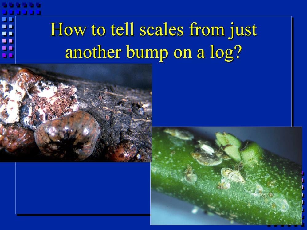 Bumps on twigs and leaves can be caused by either scale insects or gall makers.