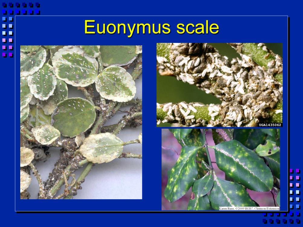 Euonymus scale is of Asian origin and occurs throughout the world as a pest of many woody ornamentals.