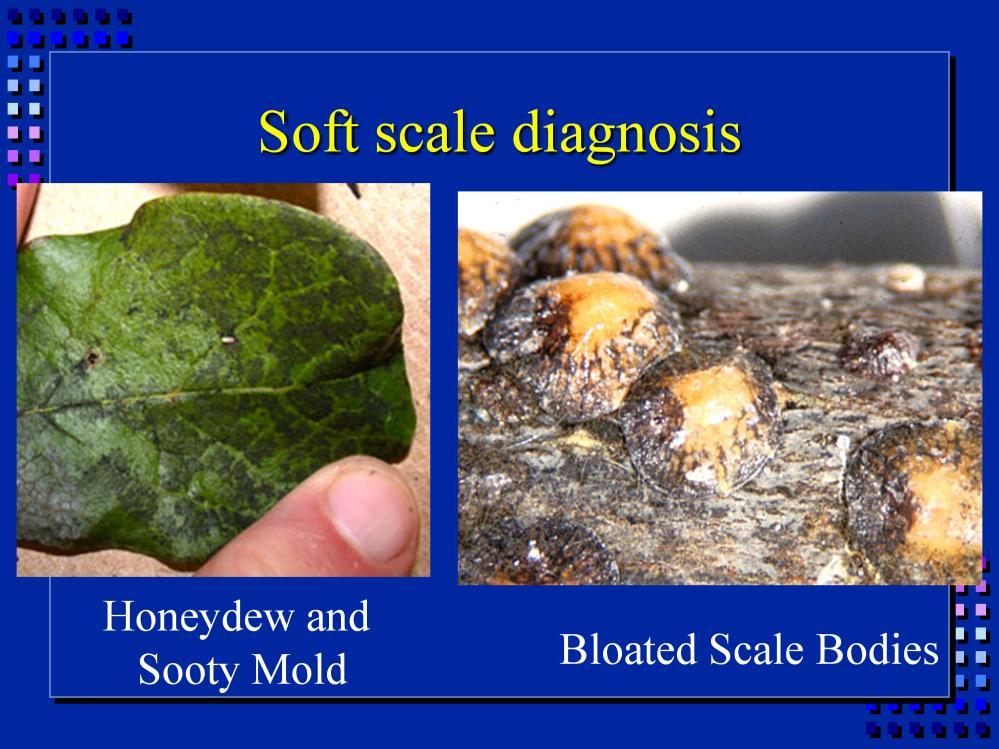 Soft scale insects produce