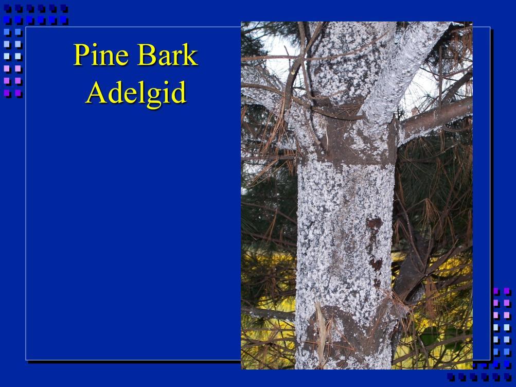 Pine bark adelgid. Related to scale, aphids.