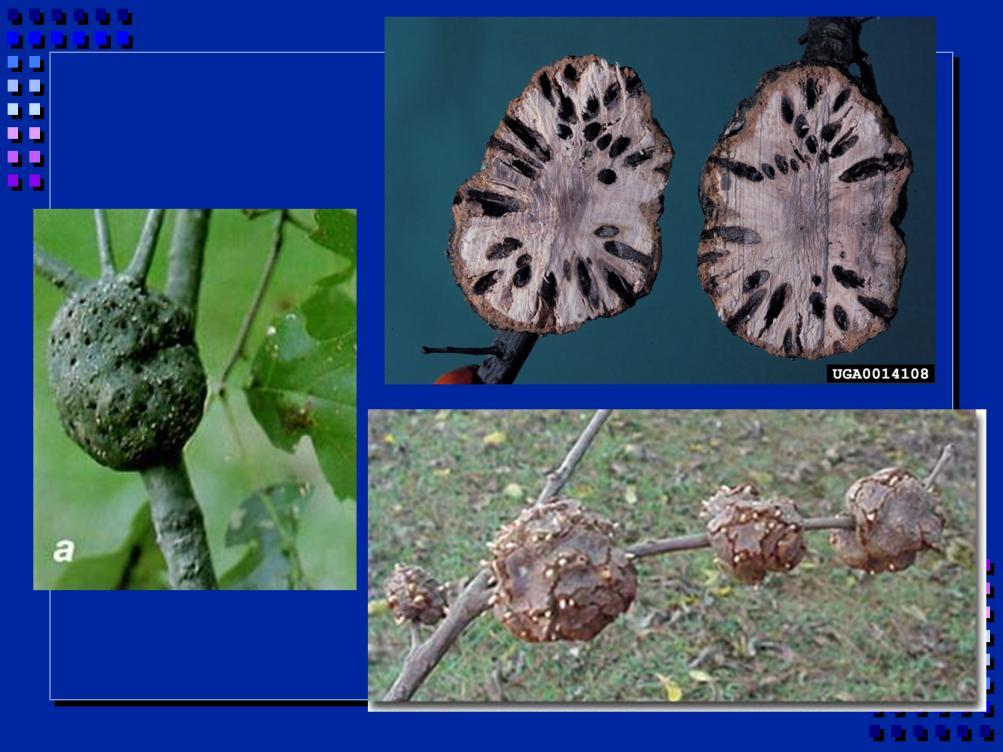 Oak trees commonly have lumpy, woody growths on them. This is usually from horned oak galls.